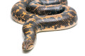 Gongylophis colubrinus loveridgei adult female